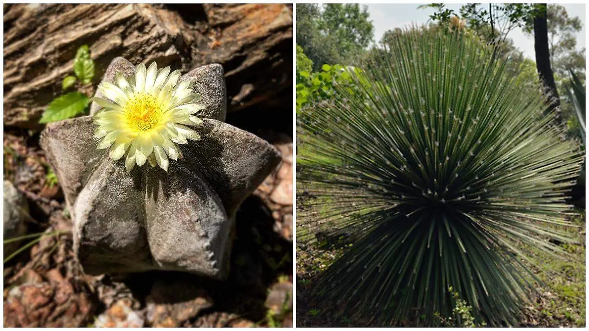 flora amenazada_SSM